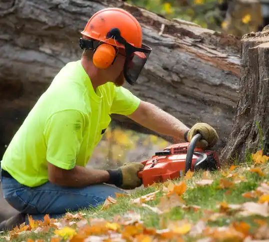 tree services Marshfield Hills